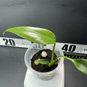 モンステラ バールマルクスフレーム （ディラセラータ）Monstera Burle Marx's Flame Monstera sp.dilacerata 組織培養苗 順化済 Q10の画像2