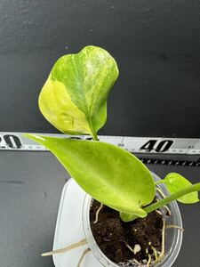 モンステラデリシオーサ イエローマリリン Monstera Deliciosa Yellow Marilyn 組織培養苗　順化済　X2