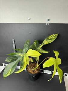 フィロデンドロンフロリダビューティー斑入りPhilodendron 'Florida Beauty' Variegated 1