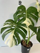 モンステラ ボルシギアナ アルボ ホワイトタイガー斑入り Monstera Borsigiana Albo Variegated :7_画像5