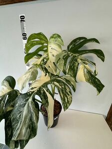 モンステラ ボルシギアナ アルボ ホワイトタイガー斑入り Monstera Borsigiana Albo Variegated :8