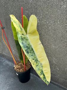 超希少 フィロデンドロン ビレッティア 斑入り Philodendron Billietiae Variegated 極上の限定株 :1