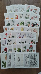 RHS Britain .. gardening association botanika lure to picture postcard 48 pieces set boxed 