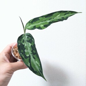 【エウレカ】アグラオネマピクタム Aglaonema pictum tricolar Eureka Pulau Nias class 4【AZ便】の画像3