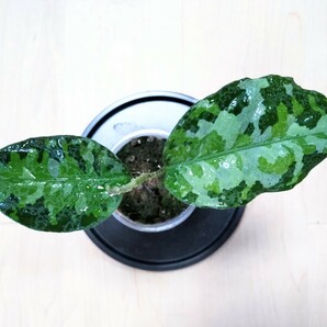 アグラオネマ ピクタム【アンダマン】トリカラー Aglaonema pictum tricolor [Andaman】の画像2