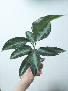 アグラオネマ　ピクタム　キャッスル Aglaonema pictum ”Castle”　【AZ1012-10b】