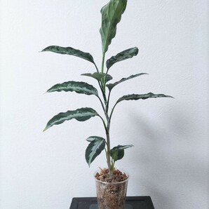 アグラオネマ ピクタム キャッスル Aglaonema pictum ”Castle” 【AZ1012-10b】の画像4