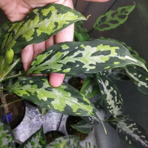 【エウレカ】アグラオネマピクタム Aglaonema pictum tricolar Eureka Pulau Nias class 4【AZ便】の画像6