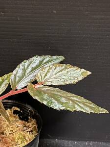 【原種ベゴニア】Begonia sp. Batang Ai [ RO0115-03 ]