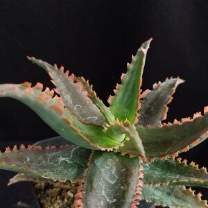  aloe sp No2 pulling out seedling shipping 