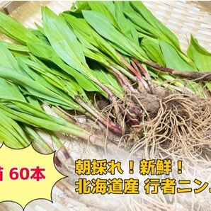 北海道産 天然物 行者ニンニク 苗60本