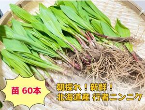 北海道産 天然物 行者ニンニク 苗60本