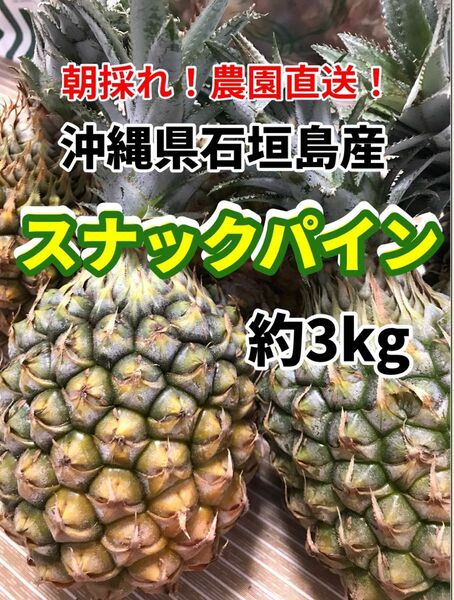 沖縄県石垣島産スナックパイン約3kg