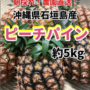 沖縄県石垣島産ピーチパイン約5kgパイナップル
