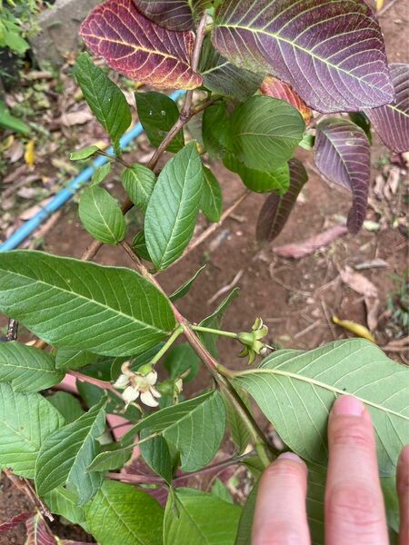 花付き！台湾グアバ取木苗木(大) 番石榴 芭　バンシルー