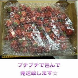 極小粒サイズ 約750g 紅ほっぺ いちご イチゴの画像2