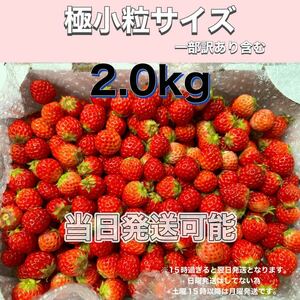 極小粒サイズ（一部訳あり含む） 約2.0kg　紅ほっぺ　いちご 