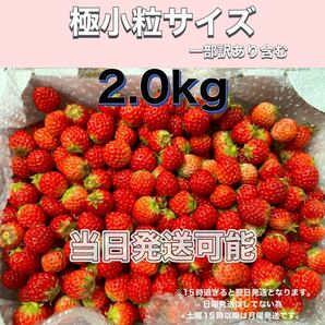 極小粒サイズ（一部訳あり含む） 約2.0kg 紅ほっぺ いちご の画像1