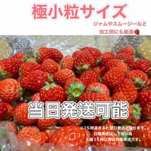 極小粒サイズ　約750g　紅ほっぺ　いちご　イチゴ_画像1