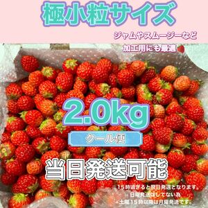 極小粒サイズ　 約2.0kg　紅ほっぺ　いちご 