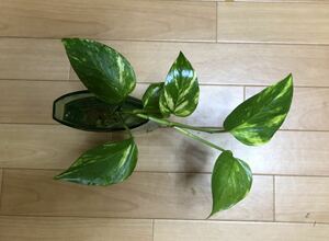  pothos decorative plant water seedling ⑦