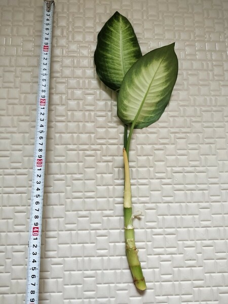 ディフェンバキア　30センチ以上　切り苗　根付き