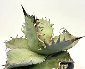  agave chitanotadowa-f a little over . domestic real raw 