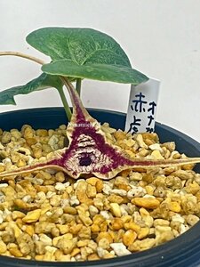 山野草　オナガカンアオイ 　赤虎　花　花芽付