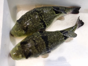 [ fish have heaven ] Kumamoto prefecture production *..to rough g*1 pcs *1520g* Special extra-large soft roe attaching 