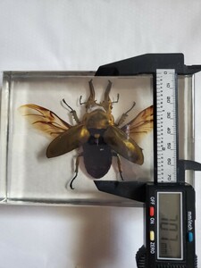 ougononi stag beetle weight ougononi stag beetle resin specimen 