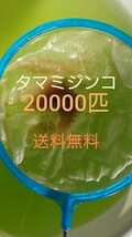 タマミジンコ　約20000匹　グリーンウォーター メダカの餌_画像1