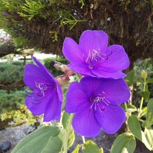 シコンノボタン　２苗　花　低木