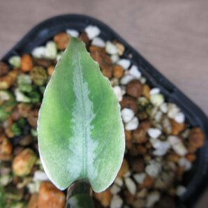 【霞】Aglaonema pictum ”霞 (かすみ)”(13冬 )の画像9