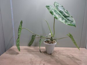 【フィロデンドロン】 Philodendron paraiso verdes variegated_フィロデンドロン・パライソヴェルデ