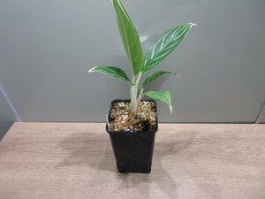 【White Stem】 Aglaonema nitidum ”White Stem”