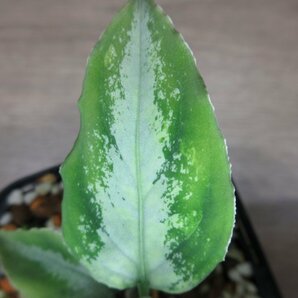 【霞】Aglaonema pictum ”霞 (かすみ)”(13冬 )の画像8