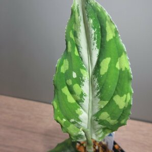 【White tiger】 アグラオネマ Aglaonema pictum toricolor type 白虎の画像8