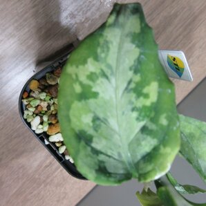 【Multicolor】Aglaonema pictum 'Multicolor' from Sumatera Barat 【AZ0912－3】の画像8