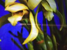 観葉植物　　蘭の原種　　【マキシラリア】とても良い香りの蘭　ドアを開けると芳香　素敵な香りを毎年楽しめる~♪_画像2