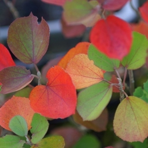 ◆塩生植物 絶滅危惧種 【ハマボウ】 レモンイエローの花が咲く素敵な植物です~♪紅葉を愛でる 新葉の展開が始まりました~♪の画像2