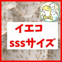 SSSサイズ 【300匹+死着保証20% 】送料込み1000円 イエコ　ヨーロッパイエコオロギ　送料無料　_画像1