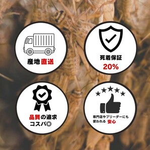 SSSサイズ 【300匹+死着保証20% 】送料込み1000円 イエコ ヨーロッパイエコオロギ 送料無料 の画像2