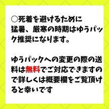 MSサイズ 【150匹+死着保証20% 】送料込み1000円 イエコ　ヨーロッパイエコオロギ　送料無料　_画像3