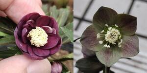  Christmas rose seeds this term . kind *dd small wheel mahogany ×*ss small doll grayish 5 bead 