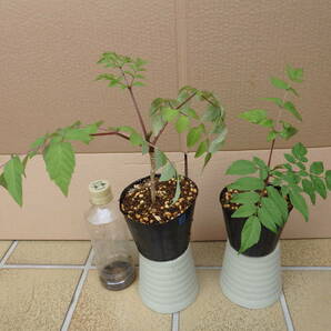 タラの木 タラの芽 苗 ２鉢セット 2の画像3