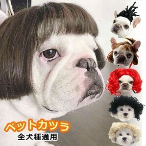 ペット カツラ おもしろ 変装 仮装 かわいい コスプレ 写真記念 猫 犬 小型犬 中型犬 大型犬 撮影道具 出掛け A(ポプカット)