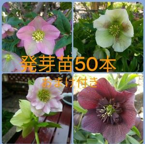 クリスマスローズ 発芽苗50本 おまけ 開花株 ピンク