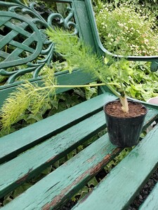  fennel seedling 