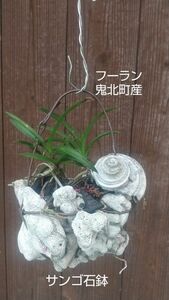 フーラン(鬼北町産)サンゴ石鉢