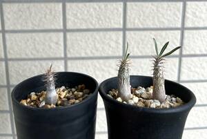 パキポディウム グラキリス Pachypodium Gracilius 実生 3株セット 良型親